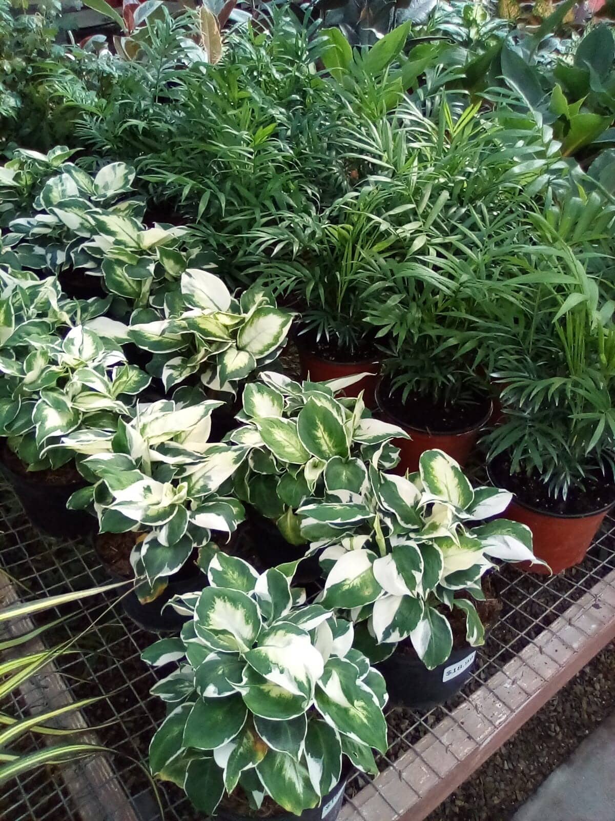 PAP-Large-house-plants
