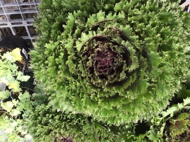 Home 2 PAP-decorative-cabbage