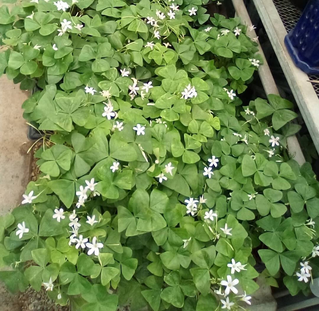 Home 6 PAP-shamrocks