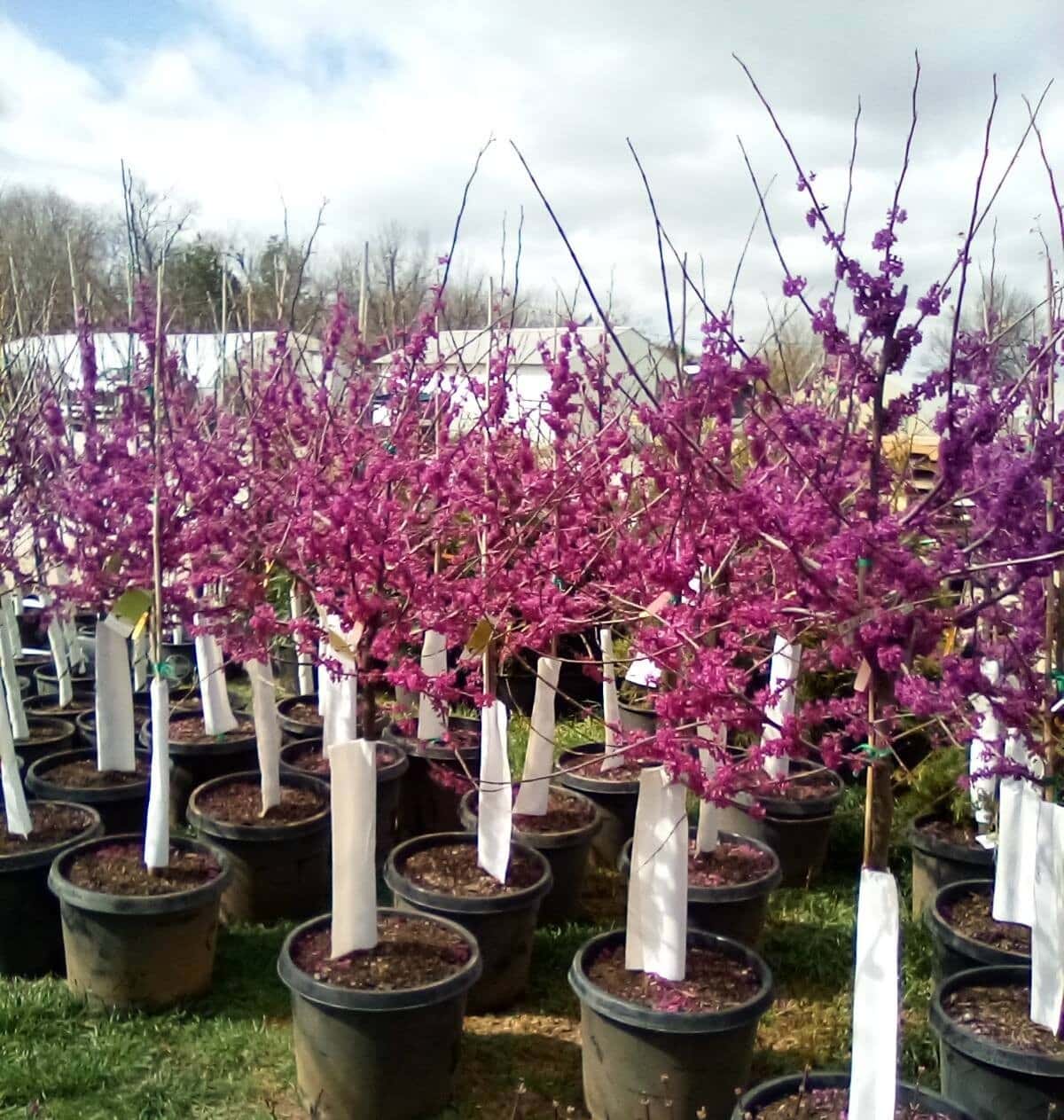 Plants-A-Plenty-spring-trees