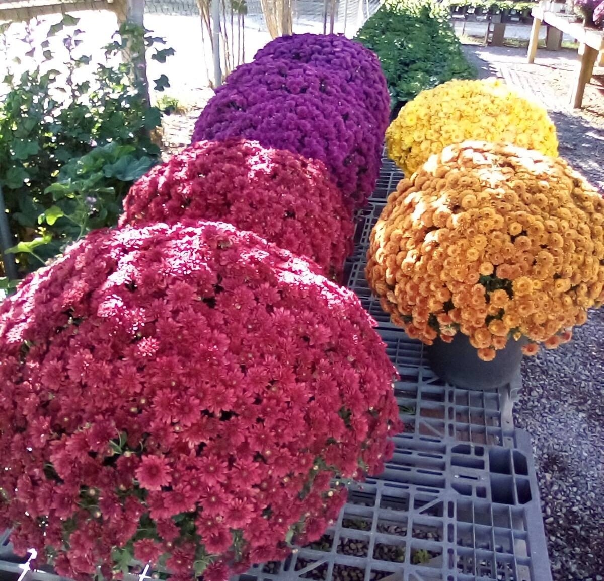 Plants-Mums-1