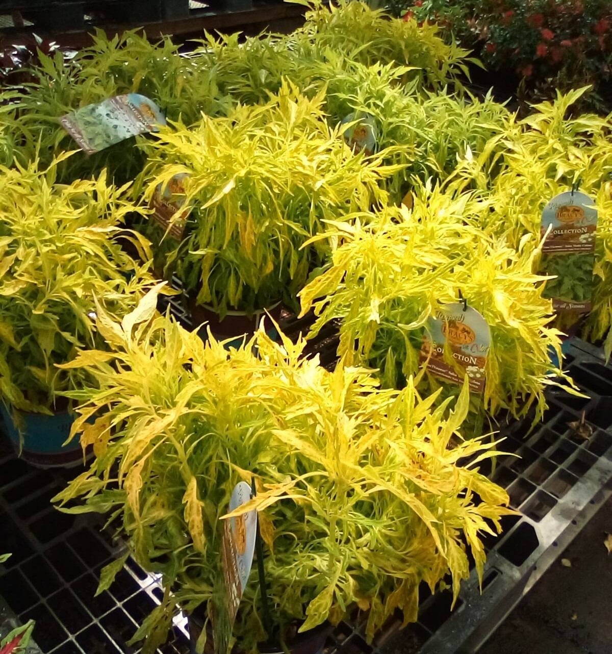Home 2 Plants-coleus