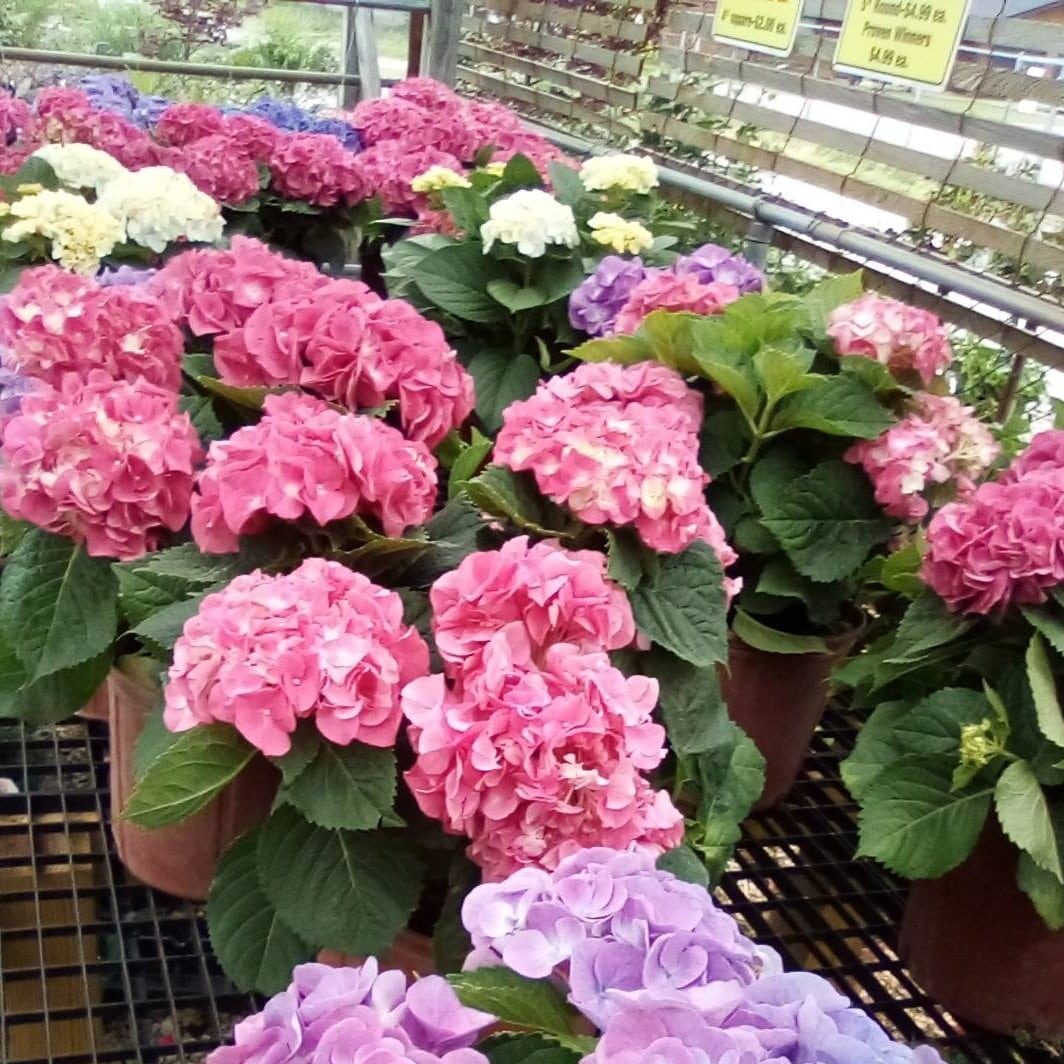 Plants-hydrangeas