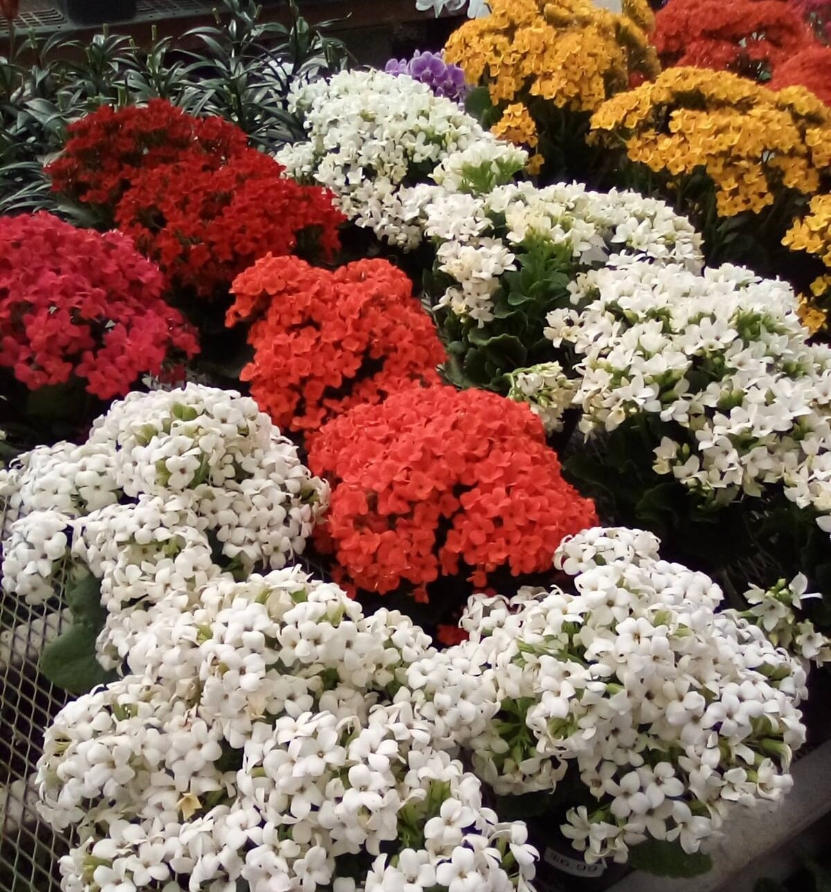 Home 4 Plants-kalanchoe