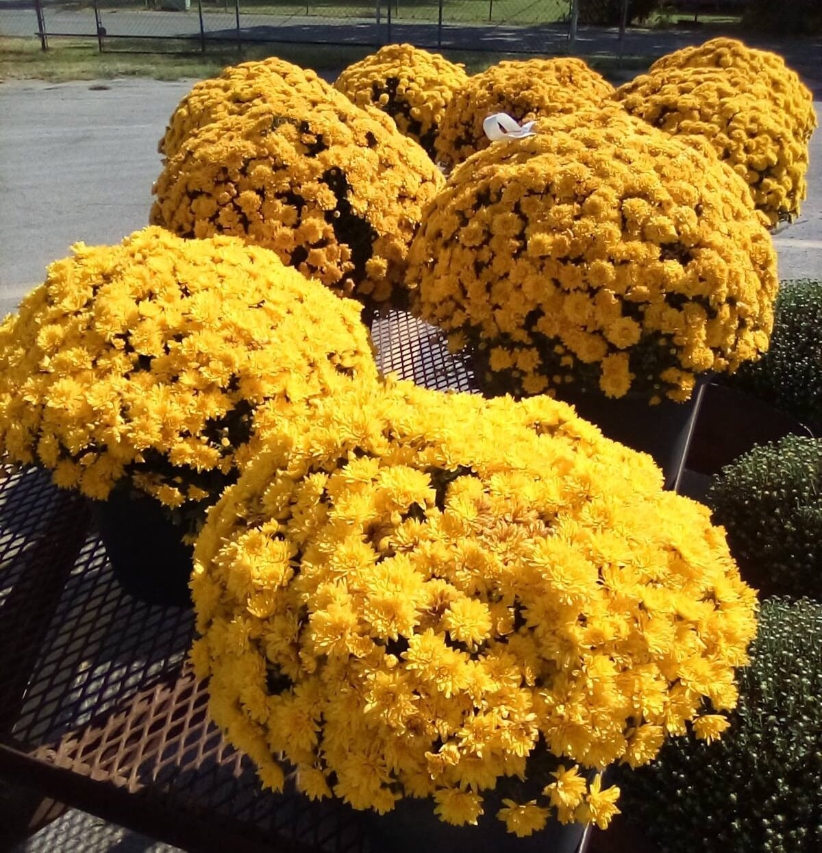 Plants-mums-2