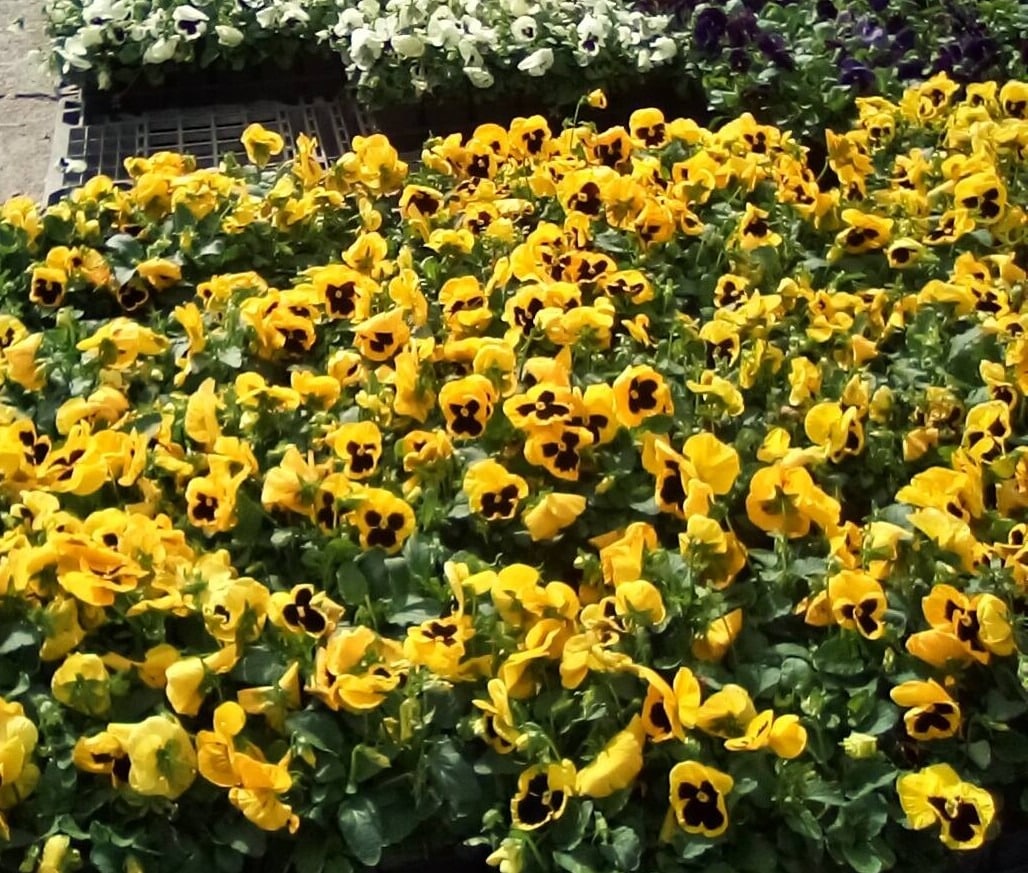 Plants-pansies-1