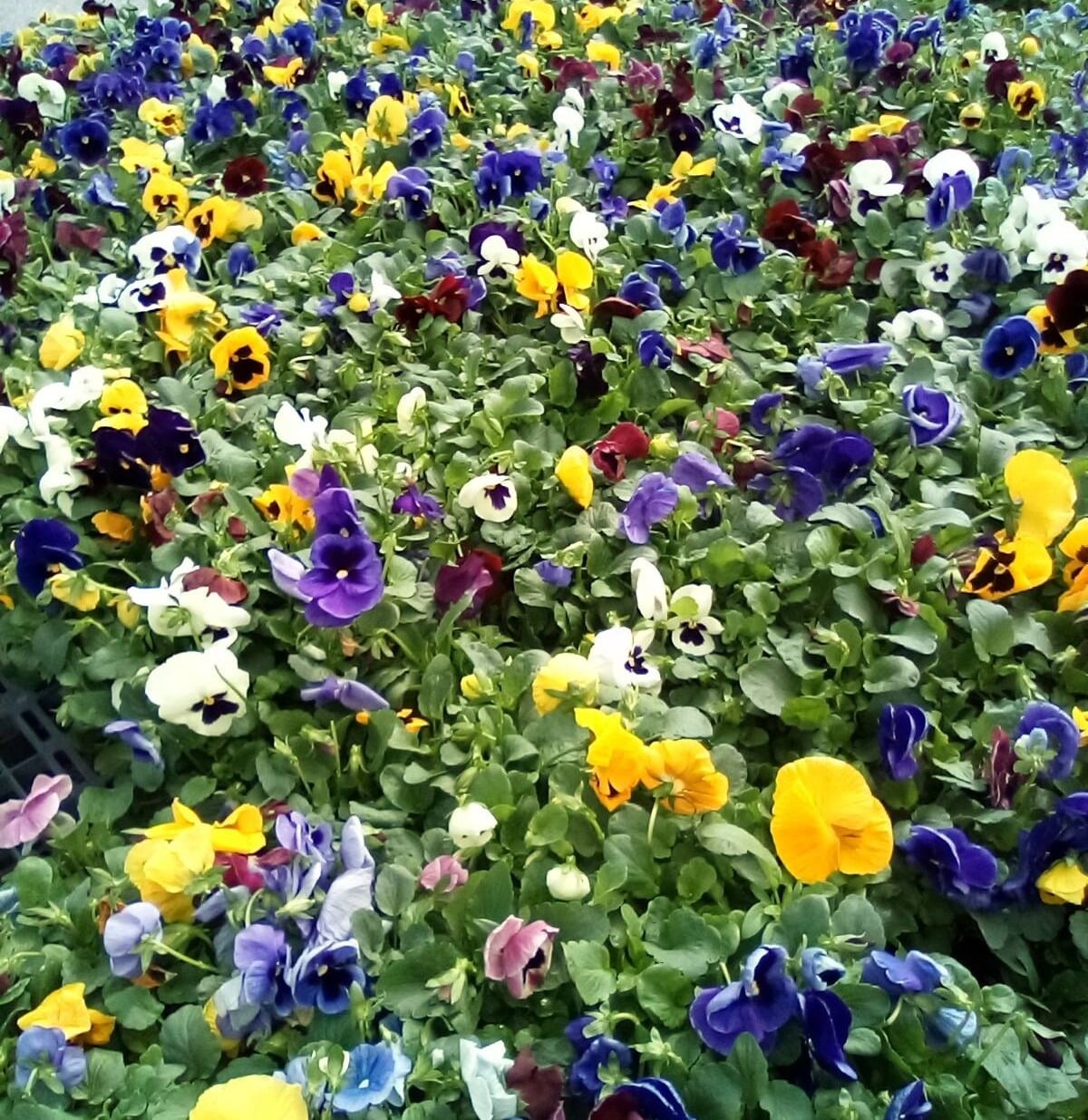 Plants-pansies-2