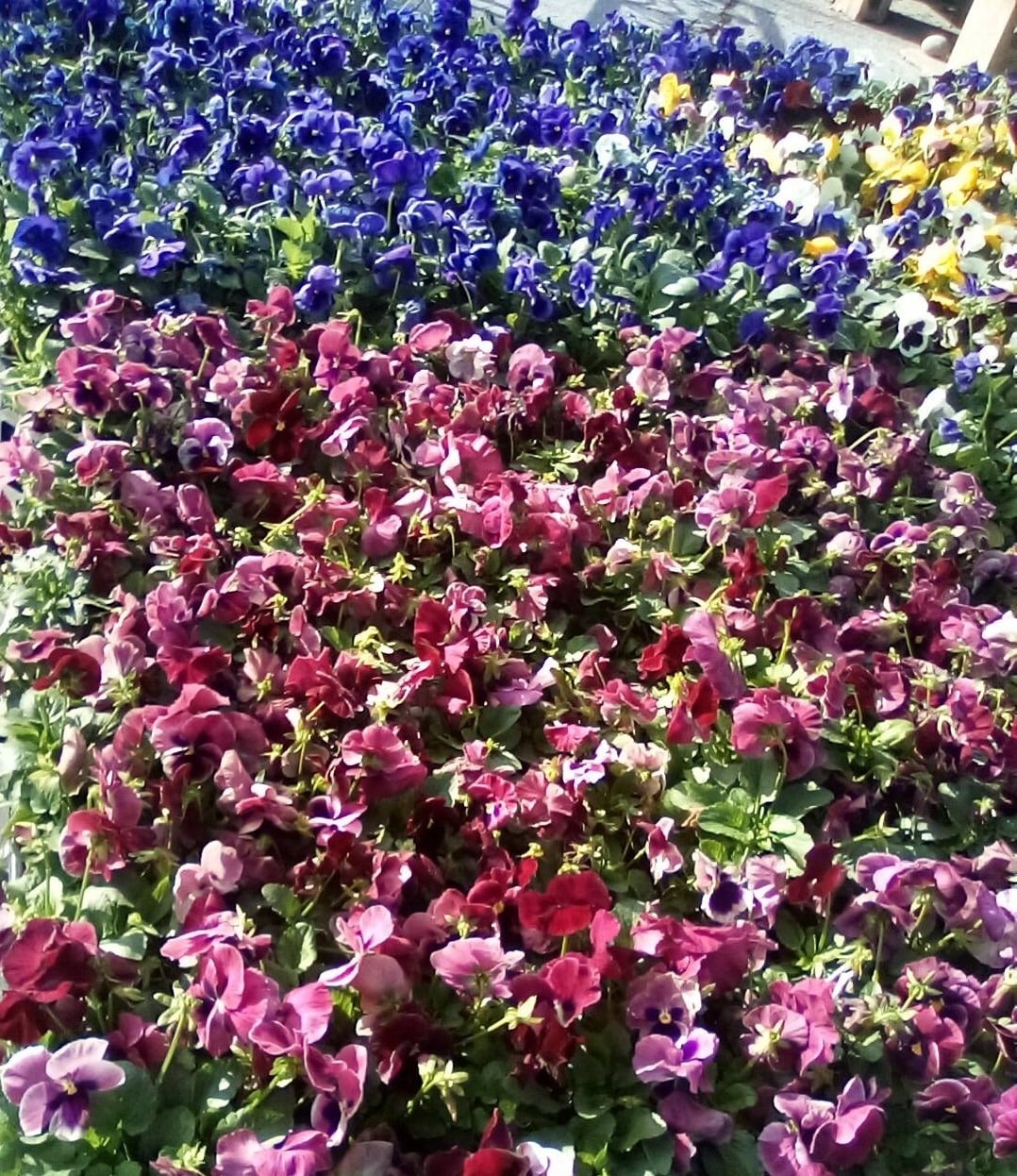 Plants-pansies-3