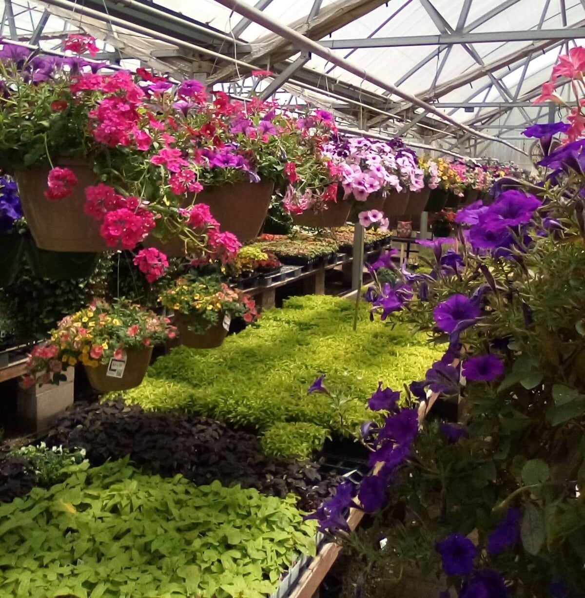 Home 5 Plants-petunias