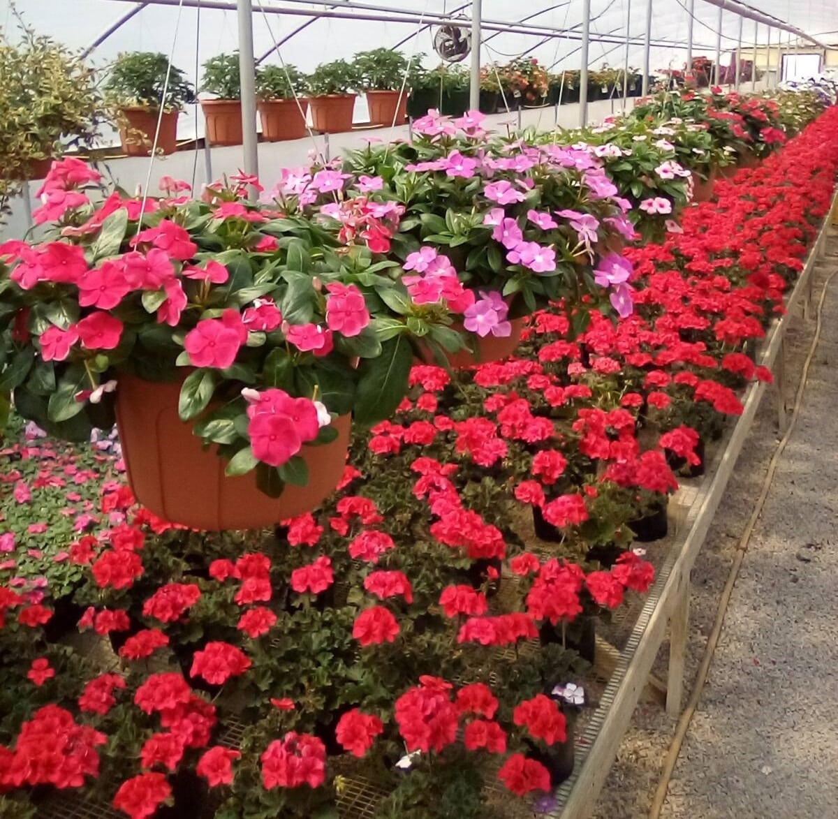 Plants-red