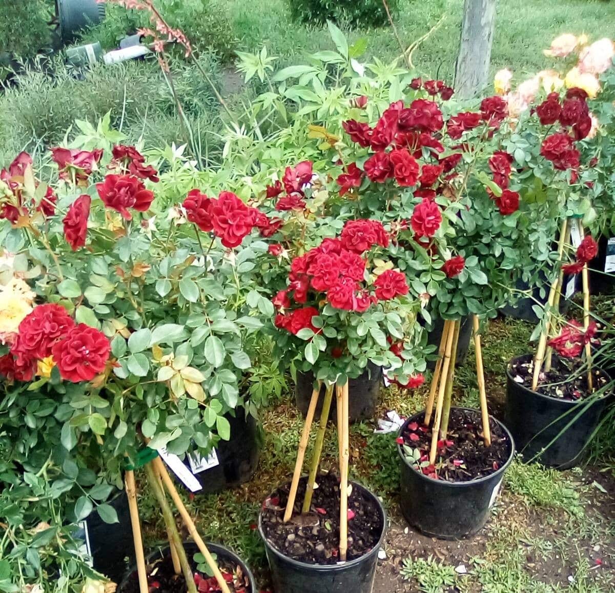 Plants-rose