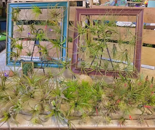 Plants 3 098