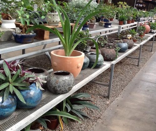 Plants 1 100