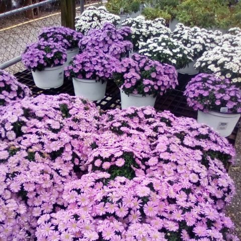 PAP-Asters