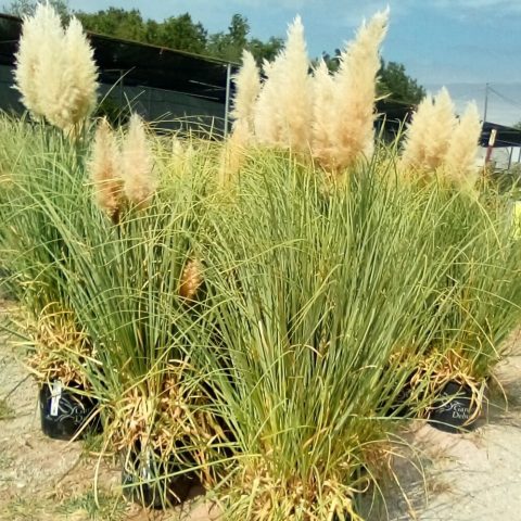 PAP-Grasses