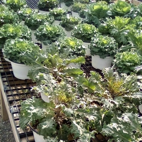 PAP-cabbage