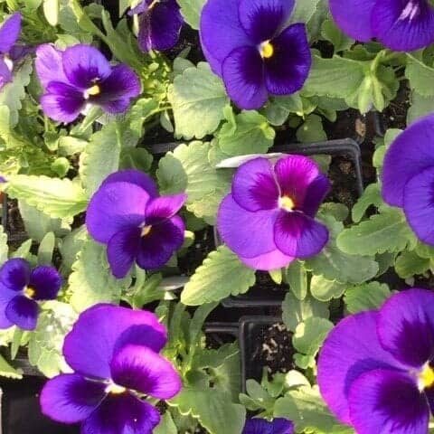Pansies-PAP