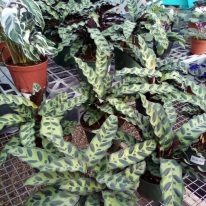 Plants A Plenty Calathea