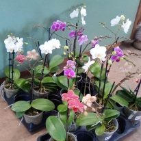 Plants A Plenty Orchid