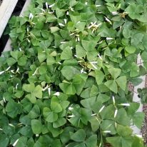 Plants A Plenty false shamrocks