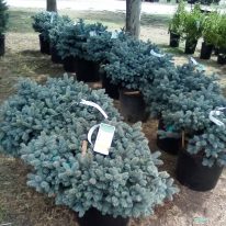 Plants Blue Spruce