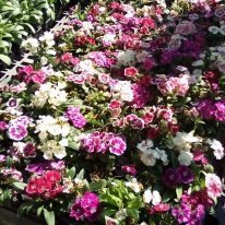 Plants dianthus