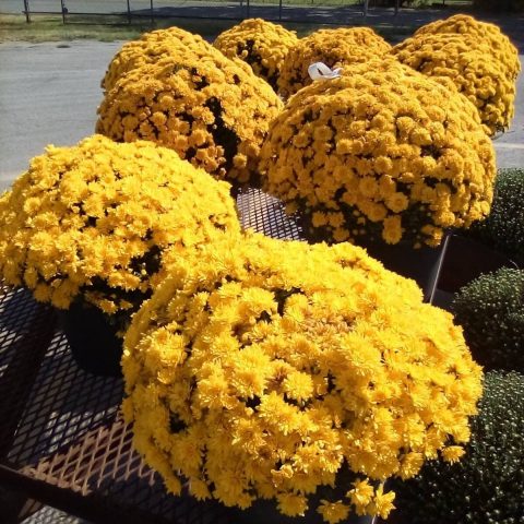 Plants-mums-2