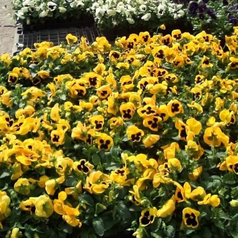 Plants-pansies-1