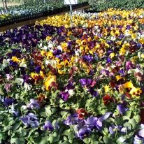 Plants pansies