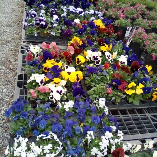 Home 4 pansies