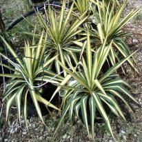 plants garden yucca