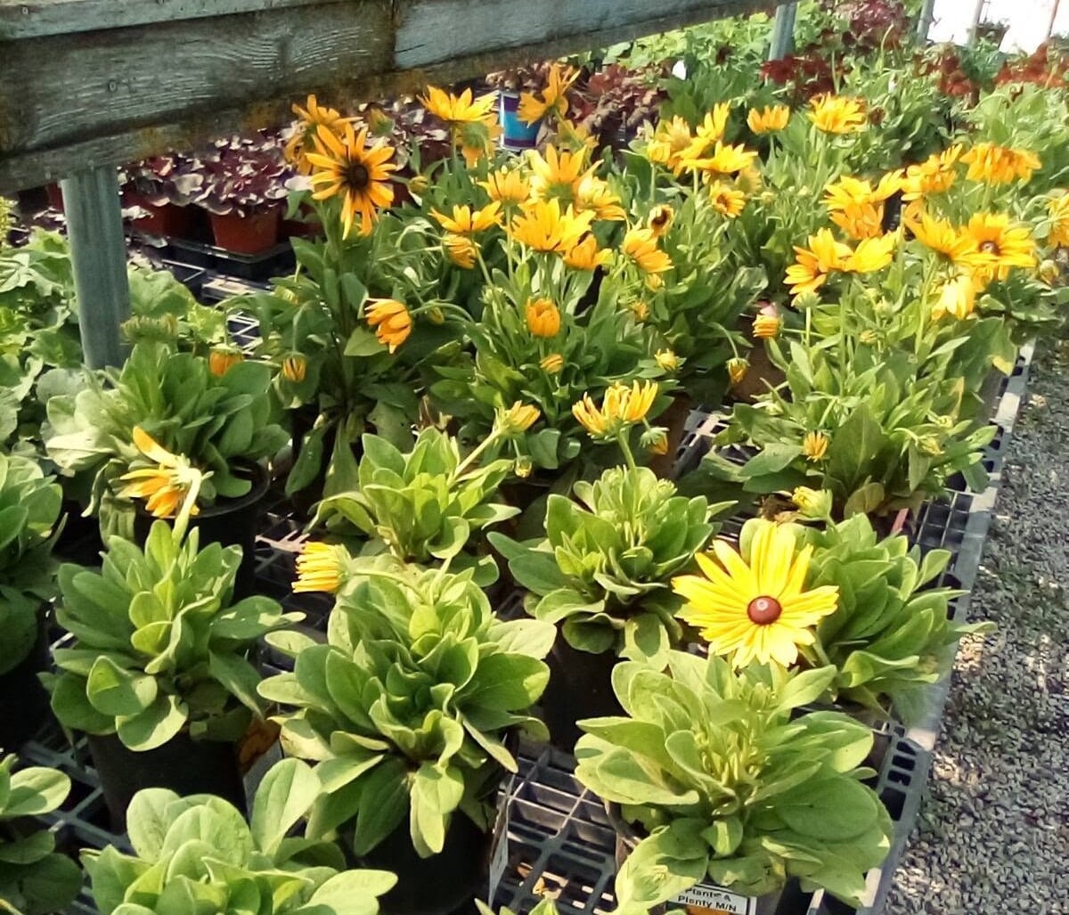 Home 4 plants-susan