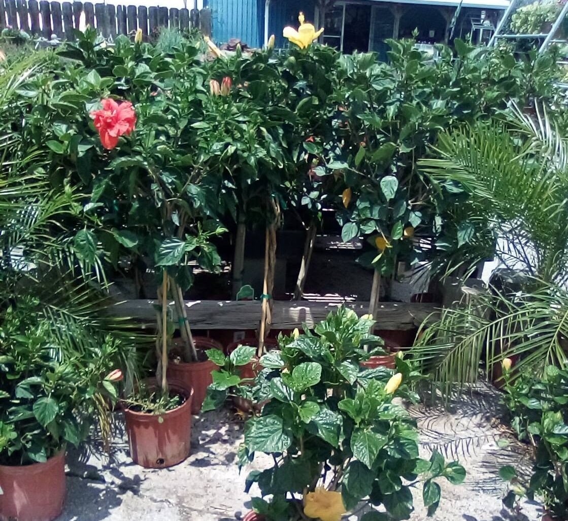 Home 5 plants-tropicals